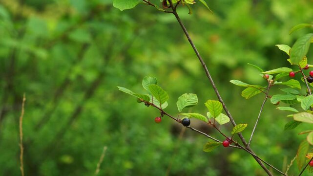 Wild Glossy Buckthorn Branch with Ripening Berries and Lush Green Copy Space