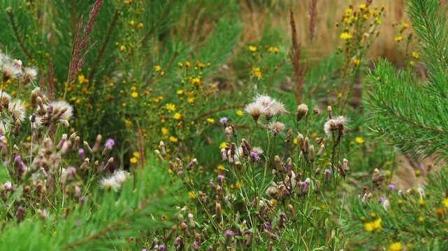 Wild Meadow Flowers and Fluffy Thistle Seeds Swaying in a Gentle Summer Wind with flying insects