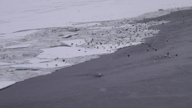 Wintering seagulls. Lot of Common gulls (Larus canus) anf Herring Gulls wintering in the north. A birds preen , washing the feathers in ice water during a snowfall. Baltics