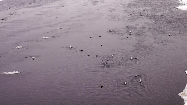 Wintering seagulls. Lot of Common gulls (Larus canus) anf Herring Gulls wintering in the north. A birds preen , washing the feathers in ice water during a snowfall. Baltics