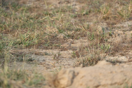 The long-billed pipit or brown rock pipit (Anthus similis) is a passerine bird which has a wide distribution. This photo was taken in West India.