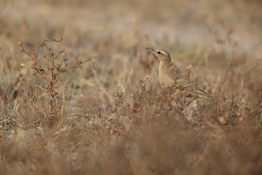 The long-billed pipit or brown rock pipit (Anthus similis) is a passerine bird which has a wide distribution. This photo was taken in West India.