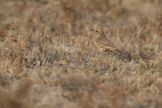 The long-billed pipit or brown rock pipit (Anthus similis) is a passerine bird which has a wide distribution. This photo was taken in West India.