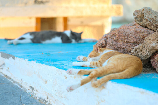 Two cats nap on a sunlit blue wall near the sea in Milos, Greece, embodying the calm rhythm and warmth of Mediterranean island life.