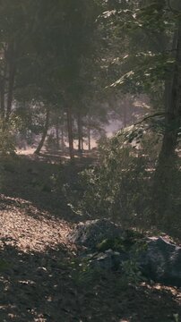 Sunlight shines through trees in a forest. The ground has leaves and stones. The scene shows a peaceful natural area where plants grow and light filters through the branches.