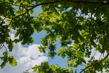 Fototapeta premium Green leaves against a blue sky with white clouds. The scene captures the beauty of nature and the tranquility of a sunny day.