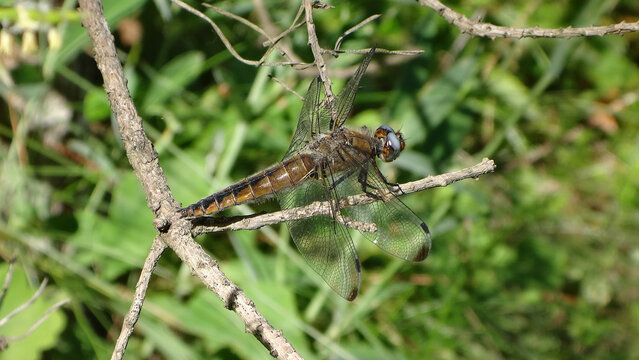 The scarce chaser dragonfly (Libellula fulva), mature female resting on a dry twig
