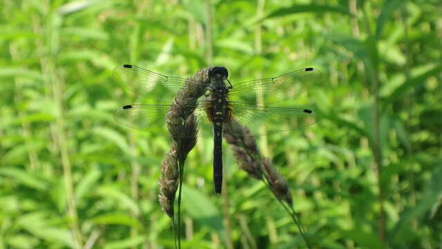 The dark whiteface dragonfly (Leucorrhinia albifrons), female perching on an ear of grass