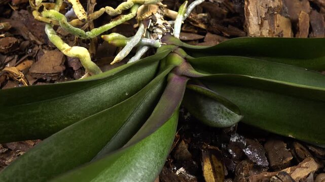 Orchid plant with roots and leaves lie on a layer of bark. Preparation of the plant to repotting. 