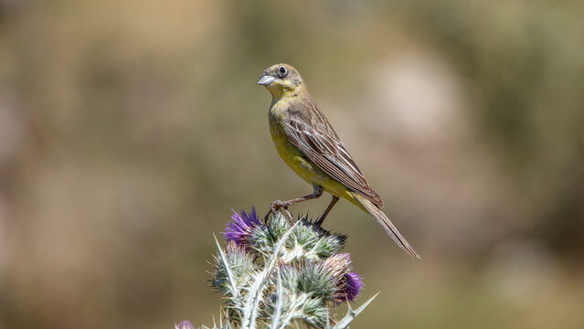 Black-headed Bunting bird on a branch