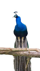 Fototapeta premium Green peafowl male walking isolated on transparent background PNG