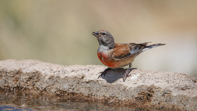 common linnet bird drinking water at the water's edge.