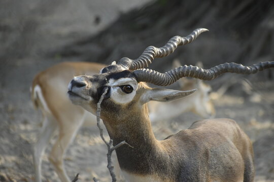 Close Up Portrait of Blackbuck Antelope with Curved Horns