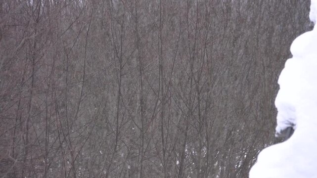 Meteorology. Snowfall, windstorm. Small snowflakes dense snow in frosty weather in northern Europe (snowstorms in severe frost), snow is getting hard. The edge of the forest