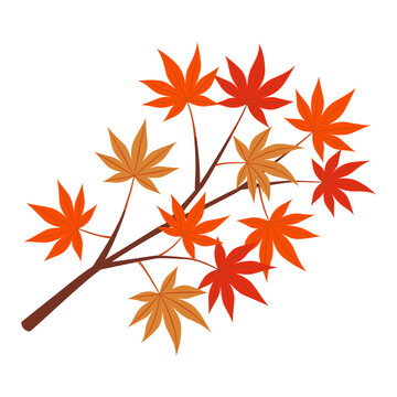 Autumn red maple leaves branch isolated on white background, Vector Illustration.	