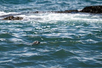 Fototapeta premium harbor Seal swimming in the Pacific Ocean with head showing and waves crashing, Yaquina Head Outstanding Natural Area, summer travel exploring the coast 
