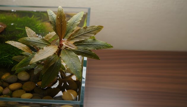 Close up of a cryptocoryne plant growing in a clear glass planted tank with smooth river pebbles for interior aquascaping and ecosystem hobby concept