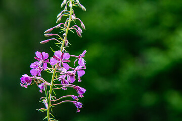 Obraz premium Pink fireweed flower blooming against dark green background