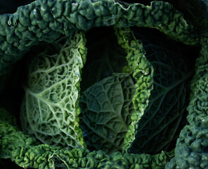 Fototapeta premium green Savoy cabbage head close up