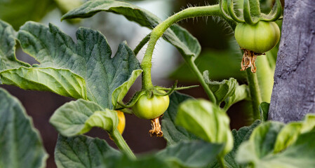 Obraz premium organic tomatoes growing in garden