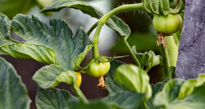 organic tomatoes growing in garden