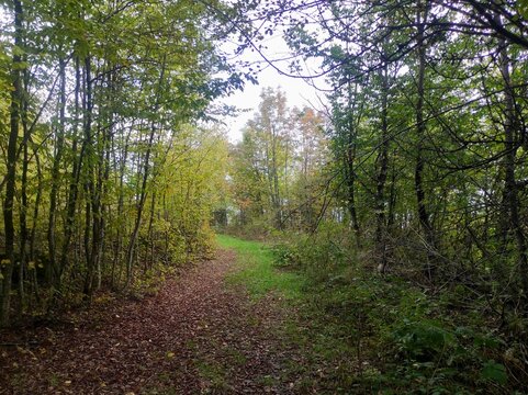 Beautiful scenic autumn forest path surrounded by colorful green and yellow trees with brown fallen leaves on ground, quiet nature hiking trail, early fall landscape background