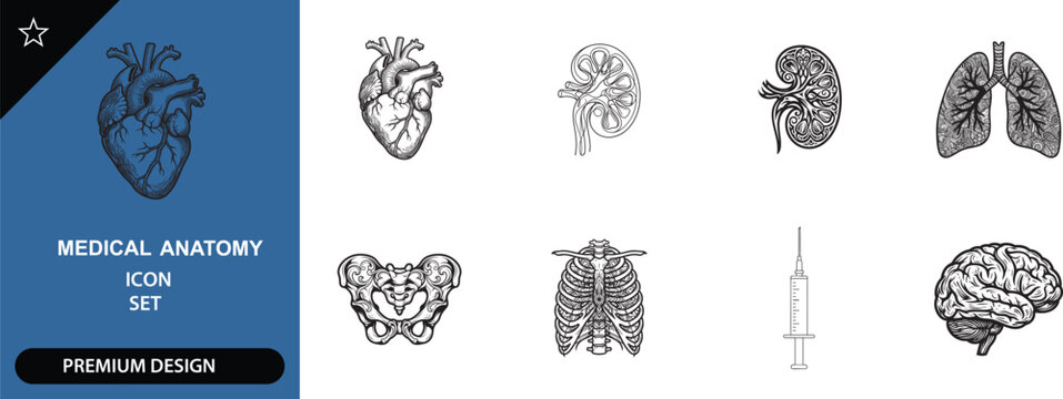 Medical human anatomy icons set vector