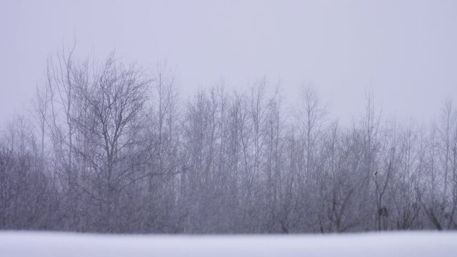 Meteorology. Snowfall, windstorm. Small snowflakes dense snow in frosty weather in northern Europe (snowstorms in severe frost), snow is getting hard. The edge of the forest