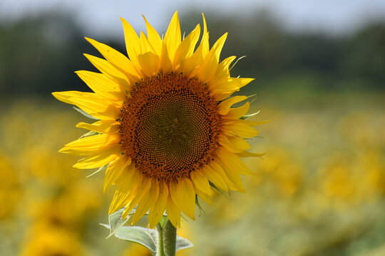 un tournesol (Helianthus annuus), plante de la famille des Asteraceae