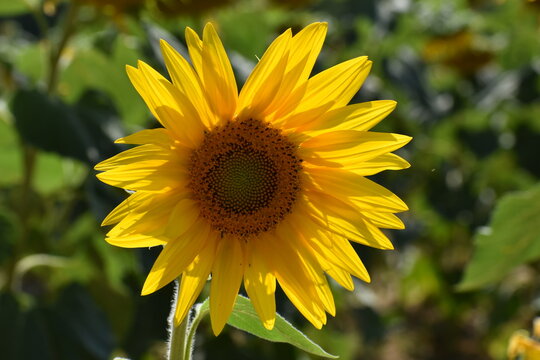 un tournesol (Helianthus annuus), plante de la famille des Asteraceae