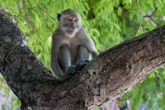 Dusky leaf monkey (Trachypithecus obscurus), lying on the limb of a mangrove tree; another monkey in the background. Also called spectacled langur. In the mangrove forest on Railay Beach, Krabi, Thail