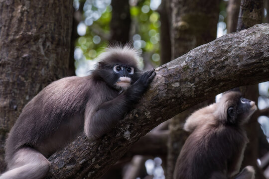 Dusky leaf monkey (Trachypithecus obscurus), lying on the limb of a mangrove tree; another monkey in the background. Also called spectacled langur. In the mangrove forest on Railay Beach, Krabi, Thail