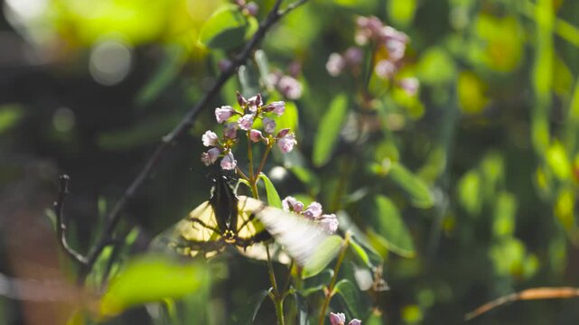 A Western Tiger Swallowtail butterfly feeds on dogbane flowers while the late evening sunlight shines from behind backlighting the wings and flowers in the Ashley National Forest, Utah USA. 