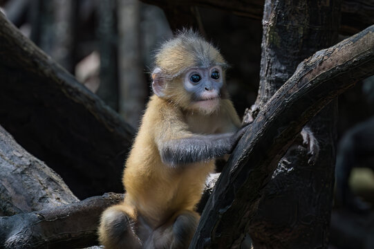 Baby dusky leaf monkey (Trachypithecus obscurus) in the mangrove forest on Railay Beach, Railay, Krabi, southern Thailand. Also called Spectacled Langur, it is an endangered species. 

