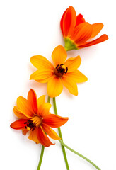 Fototapeta premium Three orange and yellow flowers with green stems, nature and botany concept, isolated on a clean white background