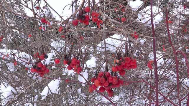 Red viburnum berries bust up and shriveled in the frosty winter. Russian traditional medicine first