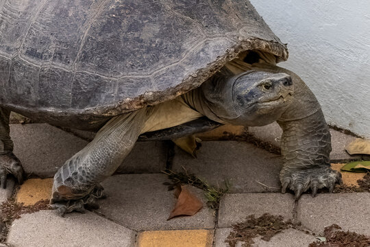Closeup, Yellow-headed temple turtle (Heosemys annandalii), at the temple of Wat Asorokam, southeast of Bangkok at the mouth of the Gulf of Thailand. 
