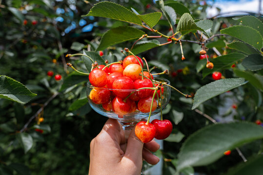 Fresh summer cherry harvest in elegant clear stemmed glass