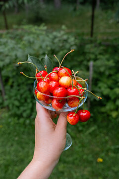 Fresh cherry harvest in elegant clear stemmed glass