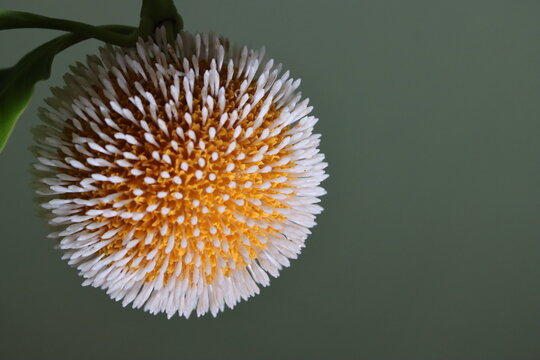 A stunning macro view of the Kadamba flower reveals its intricate spherical bloom, vibrant golden-orange florets, and delicate textures, celebrating the hidden beauty of nature up close.