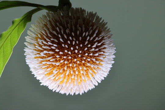 A stunning macro view of the Kadamba flower reveals its intricate spherical bloom, vibrant golden-orange florets, and delicate textures, celebrating the hidden beauty of nature up close.