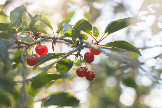 Ripe red cherry on sunlit tree branch in summer garden