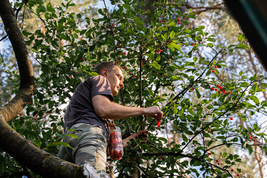 Man harvest cherry from tree in countryside orchard