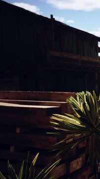 Stacks of wooden planks are positioned near a green plant in a rustic setting. The scene shows a building in the background under clear skies during the day.