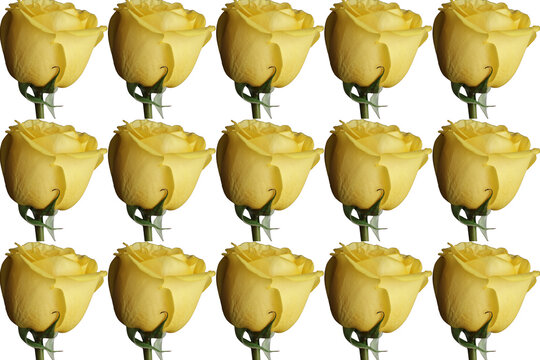 Una flor rosa de color amarillo con sus p&eacute;talos abiertos  en un fondo transparente 