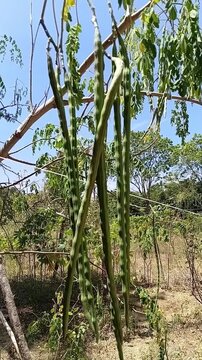 Vertical close up of fresh green Moringa oleifera drumstick pods hanging on tree branch and swaying in the wind, superfood organic farming in tropical garden