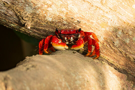 Red mangrove crab on driftwood in Ayampe, Ecuador