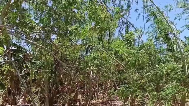 Left to right camera pan across dense Moringa oleifera tree orchard filled with fresh drumstick pods, tropical superfood agriculture plantation