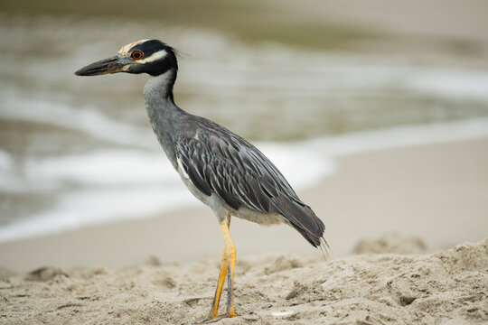 Yellow-crowned night heron on Ayampe beach, Ecuador