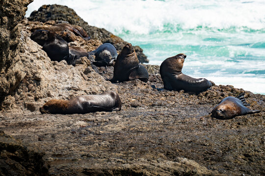 Sea lion colony resting on rocky shore in La Chocolatera